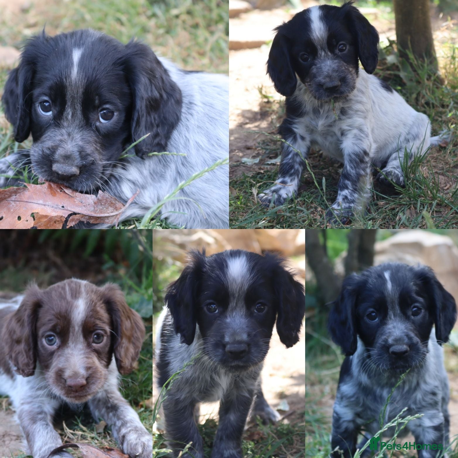 Cocker Spaniel dogs Working cockers  - Advert 15