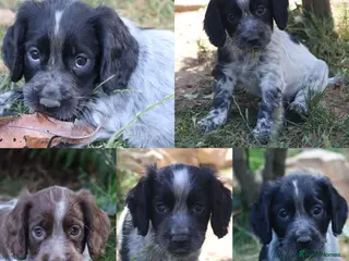 Cocker Spaniel dogs Working cockers - Advert 7
