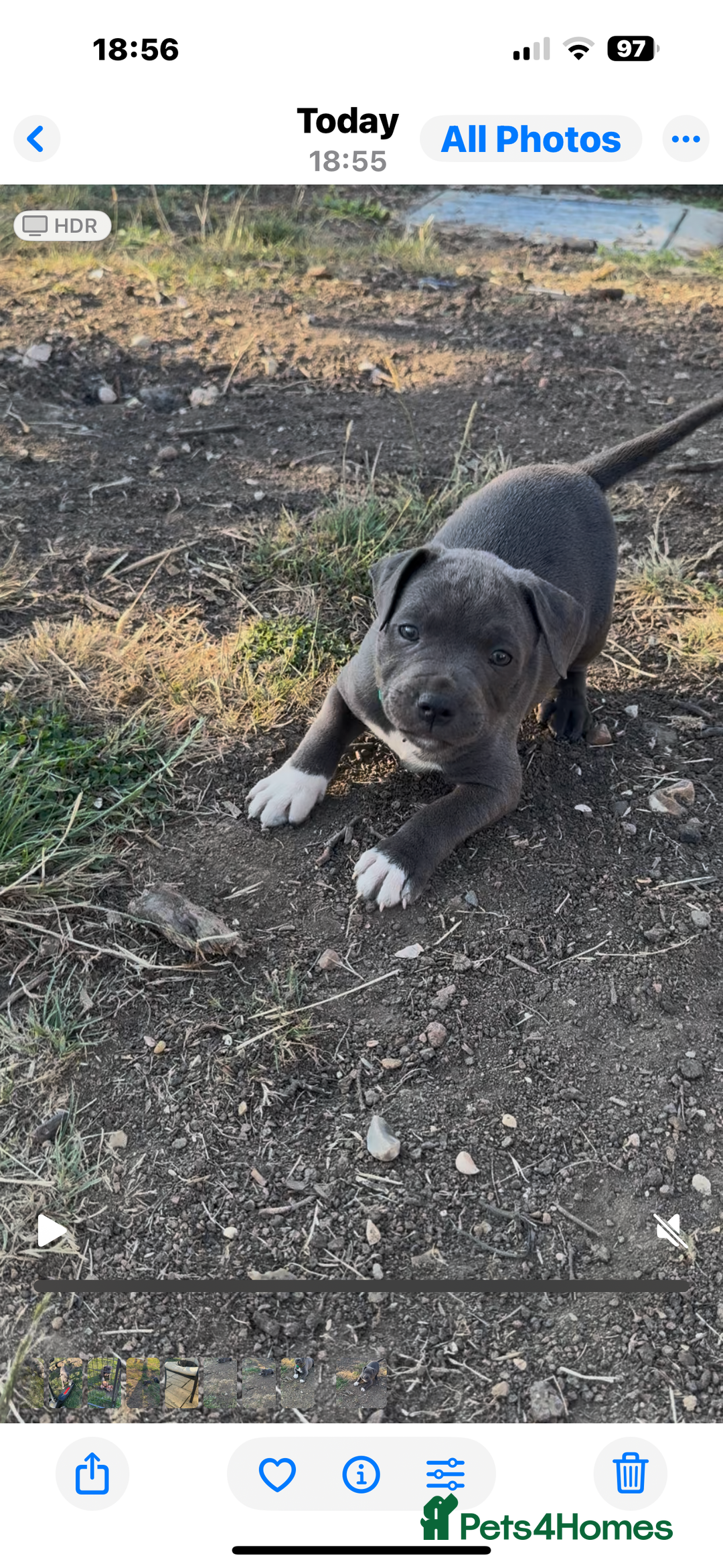 Staffordshire Bull Terrier dogs for sale: Kc registered blue Staffordshire puppies  - Image 12