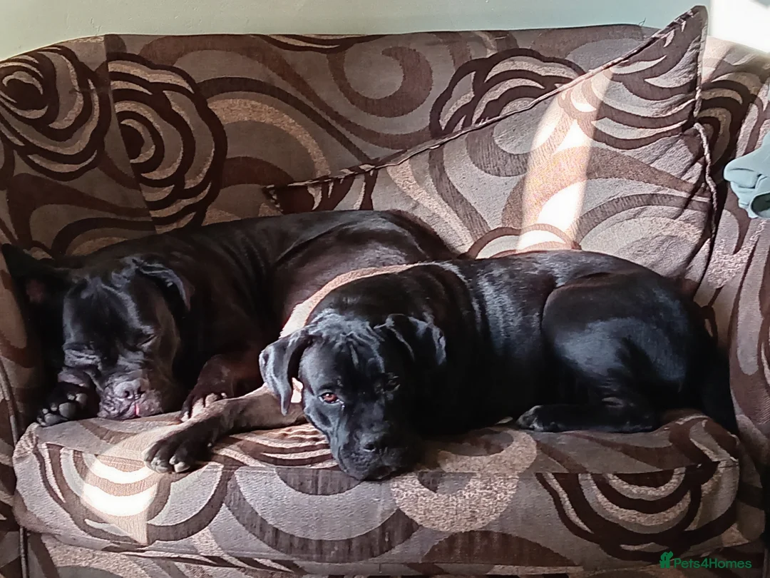 Cane Corso dogs for sale: 8 month old cane corso in West Bromwich - Advert 3