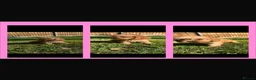 Cavapoo dogs for sale: Cavapoo F1  in March - Advert 4