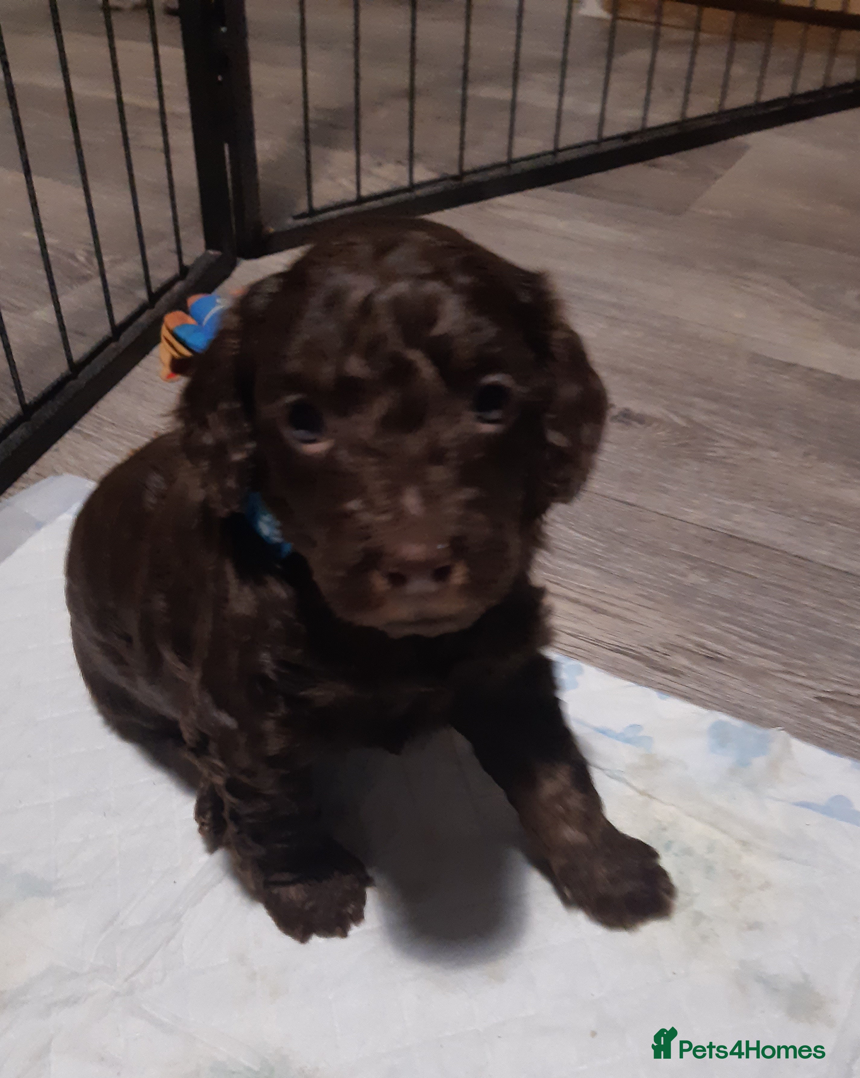Cockapoo dogs LYNJONBORNS BEAUTIFUL COCKAP00 PUPPYS - Advert 2