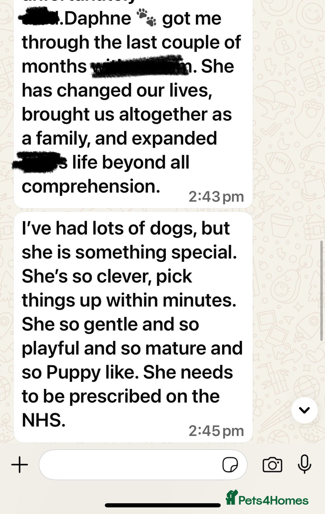 Golden Retriever dogs for sale: Health Tested, champion bloodlines Great with Kids - Advert 33