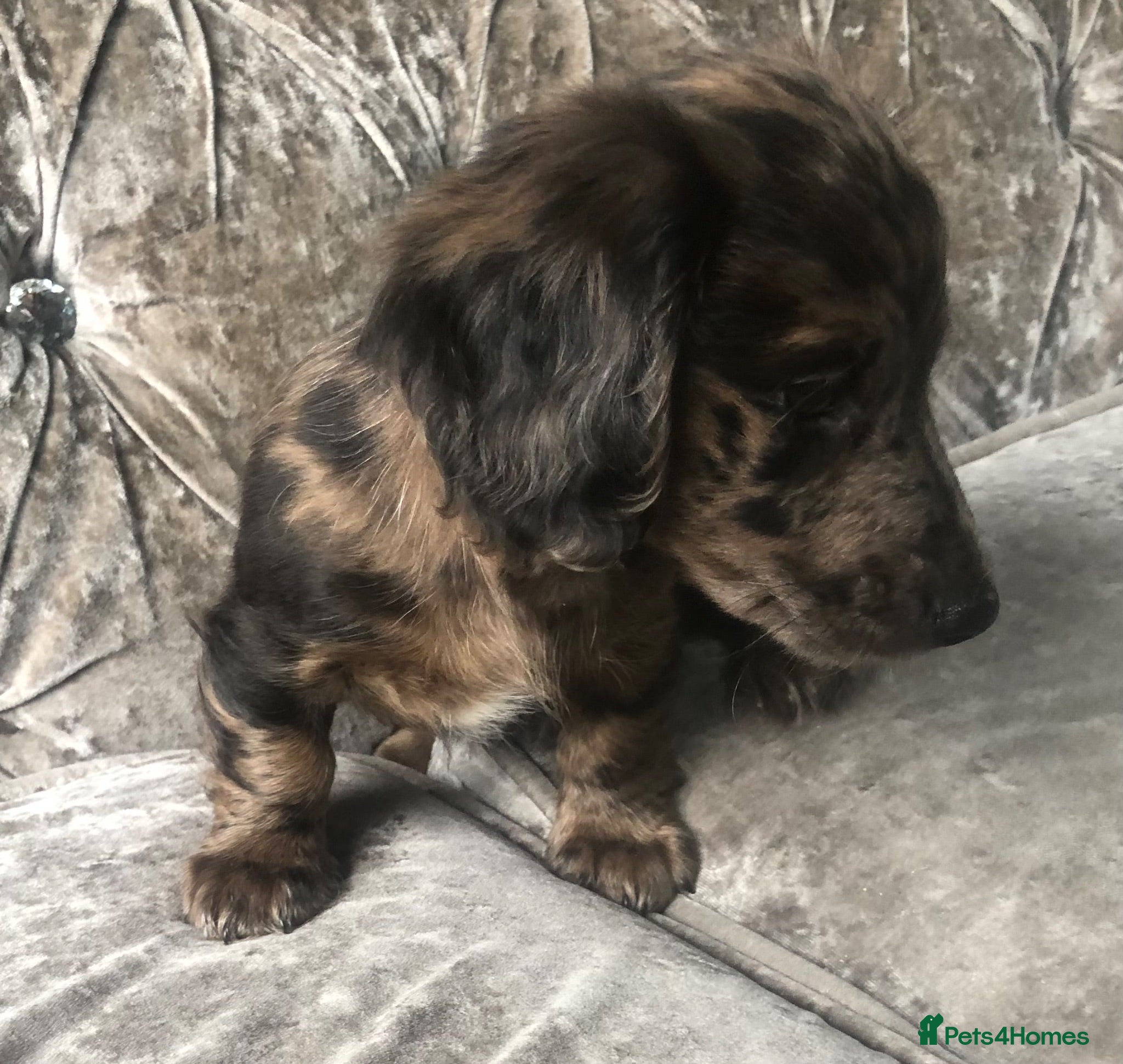 Miniature Dachshund dogs !!Miniature long haired dachshund puppies1LEFT - Advert 3