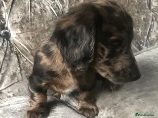 Miniature Dachshund dogs !!Miniature long haired dachshund puppies1LEFT - Advert 3