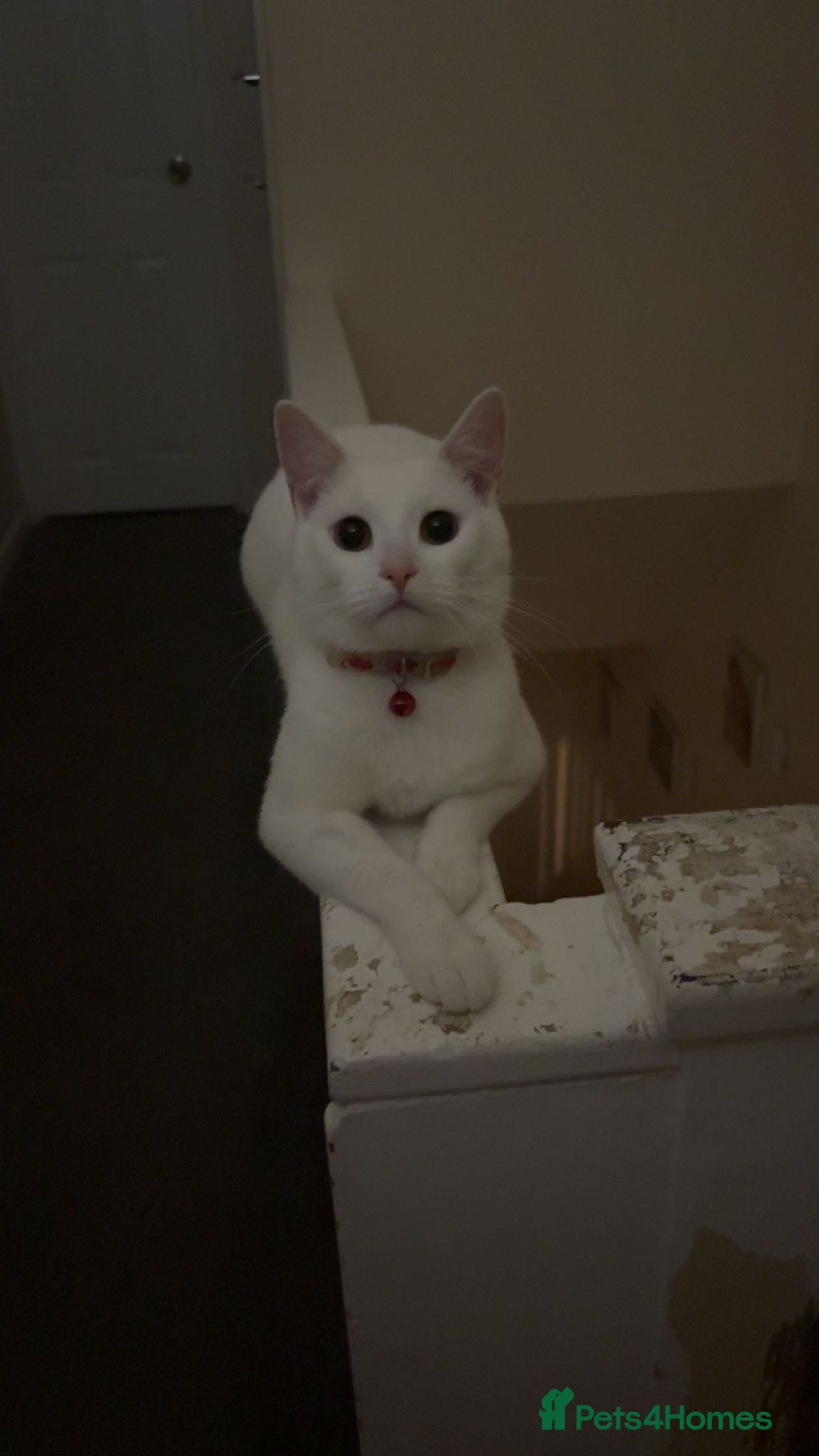 Domestic Shorthair cats for sale: Beautiful kittens - Advert 2