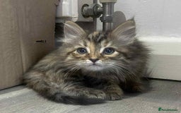 Ragdoll cats for sale: Ragdoll X  - Image 12