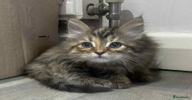 Ragdoll cats - Advert 12