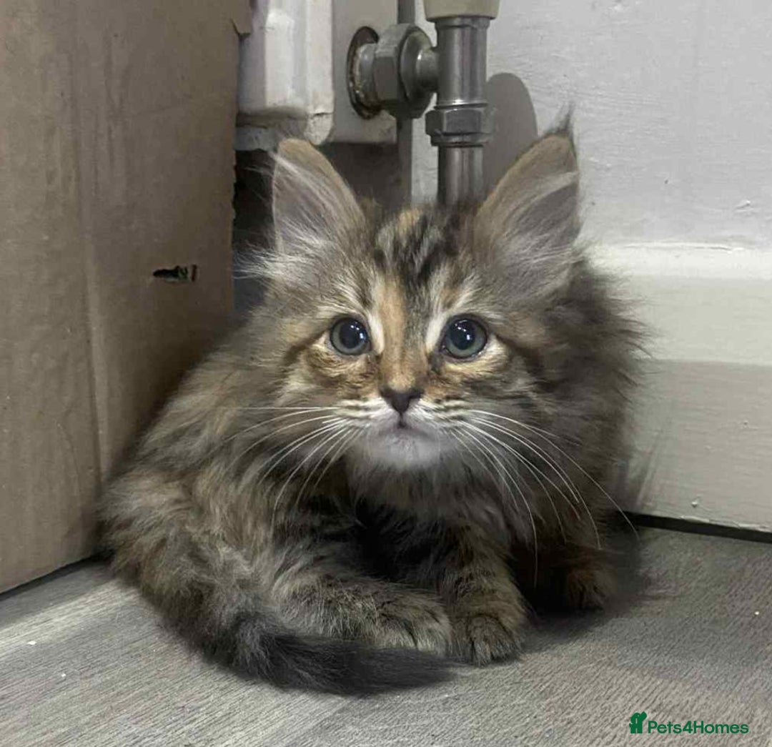 Ragdoll cats for sale: Ragdoll X  - Image 12