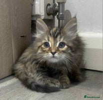 Ragdoll cats - Advert 11