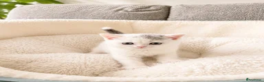 Kitten 5
