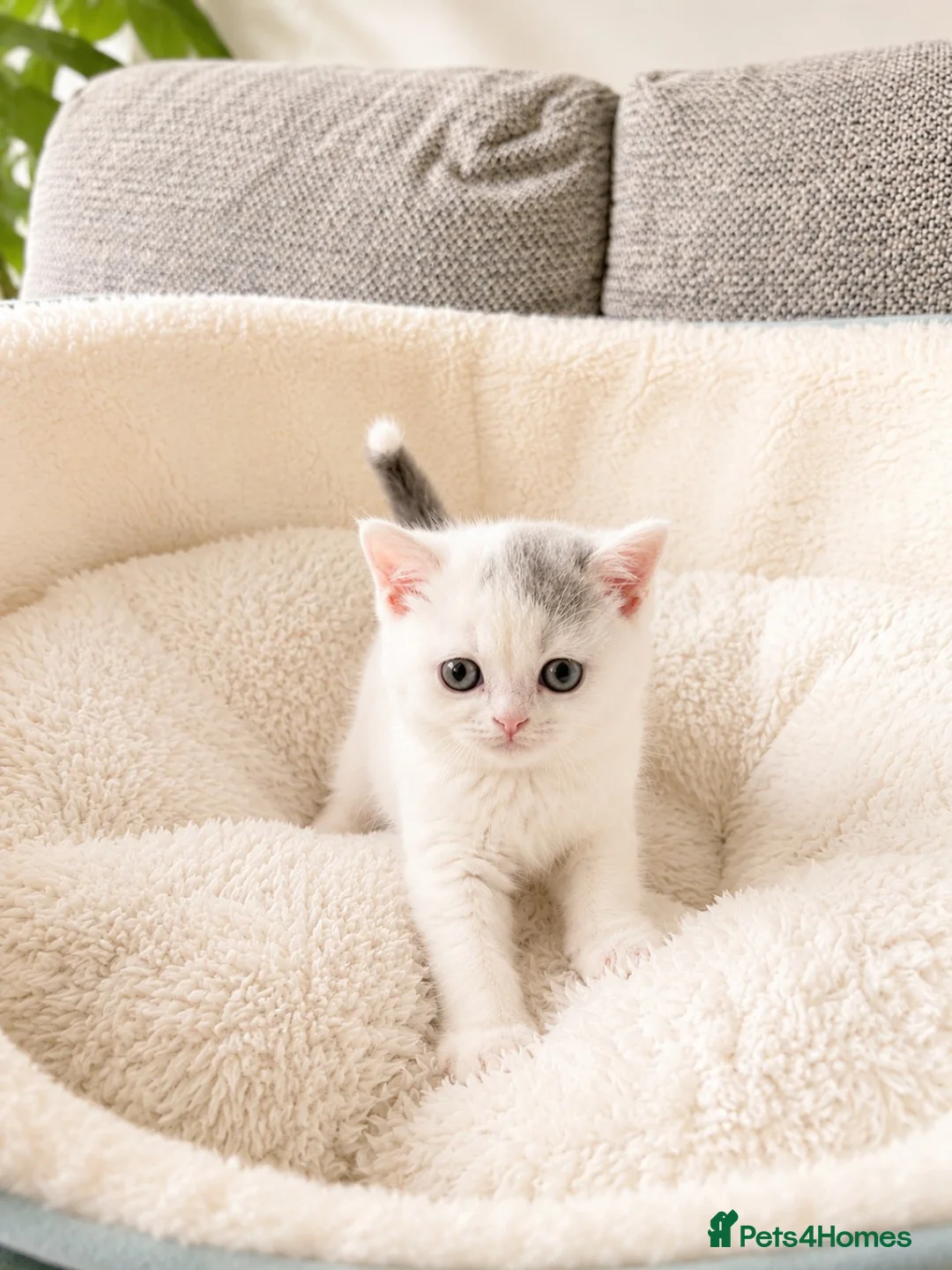 British Shorthair cats for sale: British Short Hair Kittens - Advert 6