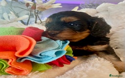 Cavapoo dogs for sale: F1 Cavapoos  - Image 16