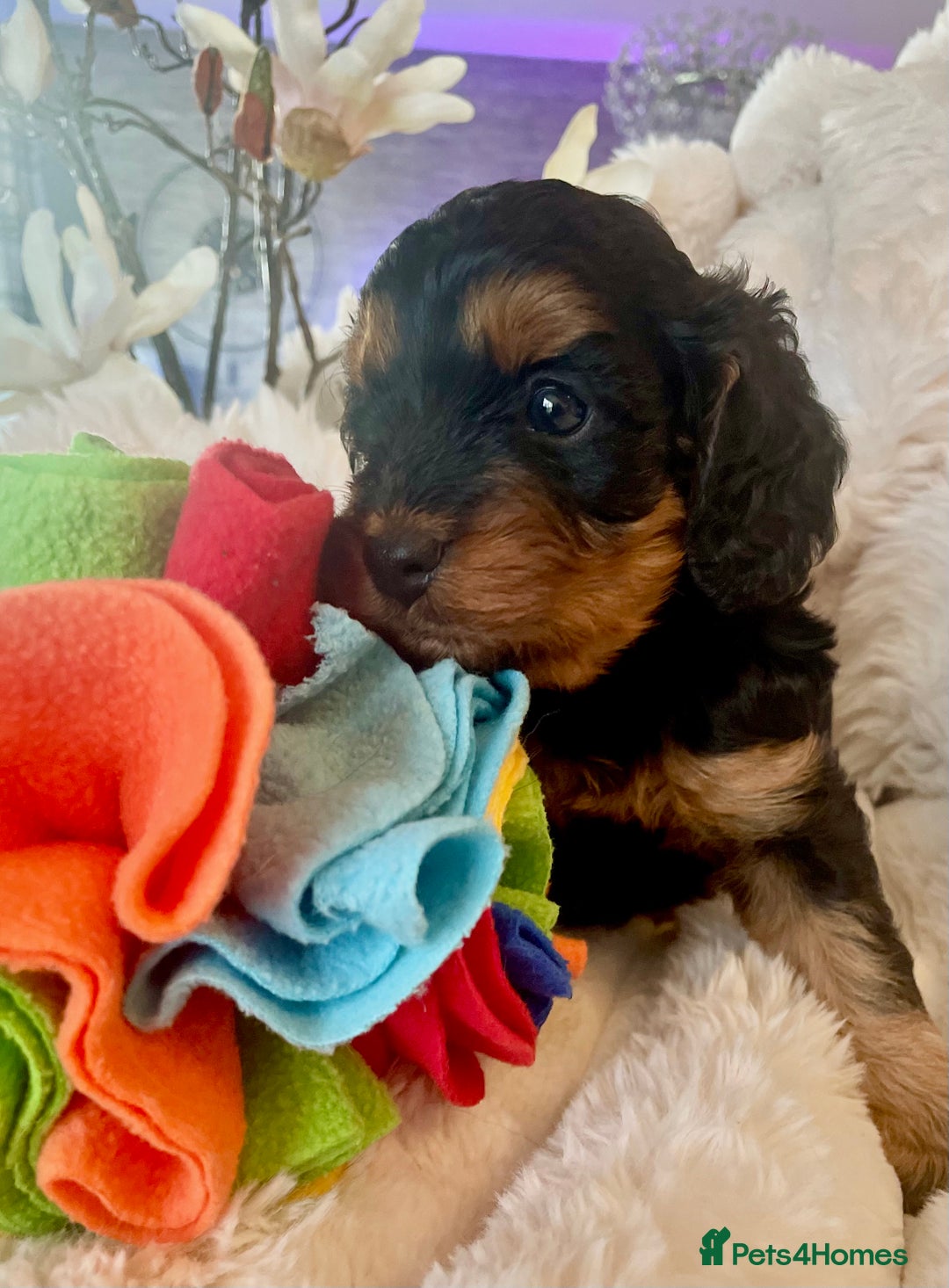 Cavapoo dogs for sale: F1 Cavapoos  - Image 16