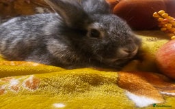 Mini Lion Lop rabbits for sale: Cute fluffy lion heads  - Image 9