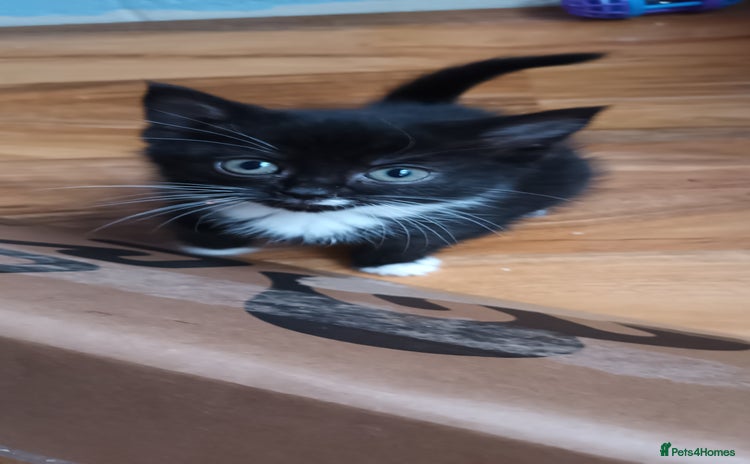 Domestic Shorthair cats 2 black and white girls ready now❤️ - Advert 10