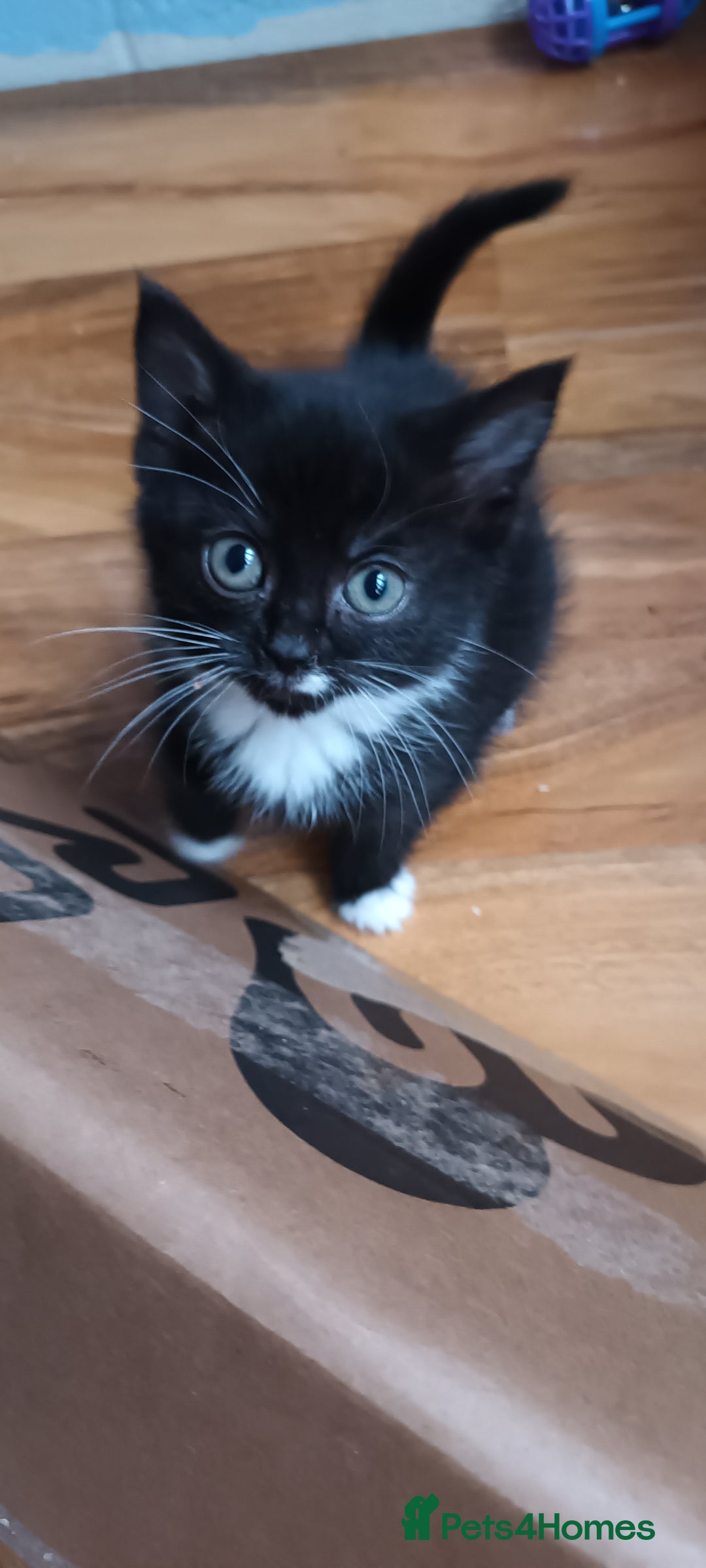 Domestic Shorthair cats for sale: 2 black and white twin girls left, ready now❤️ - Advert 1