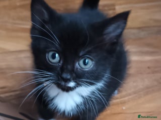 Domestic Shorthair cats 2 black and white girls ready now❤️ - Advert 3