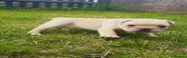 French Bulldog 1