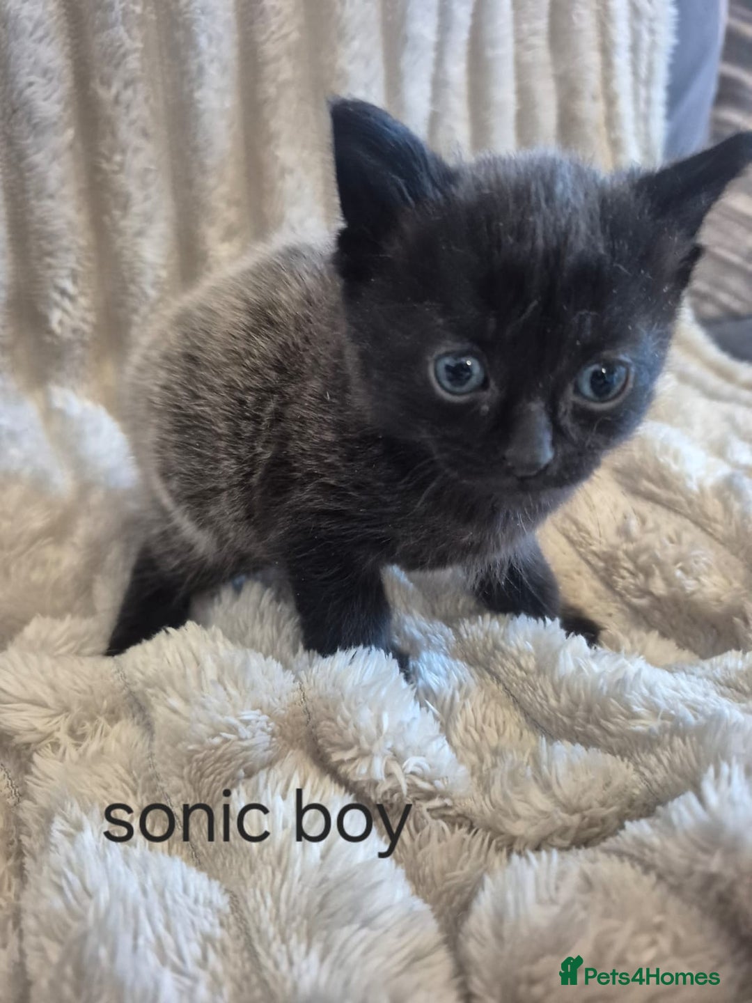 Mixed Breed cats for sale: Sonic for sale - Advert 4