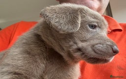 Labrador Retriever dogs for sale: Outstanding KC Registered Silver Labrador Puppies - Image 11