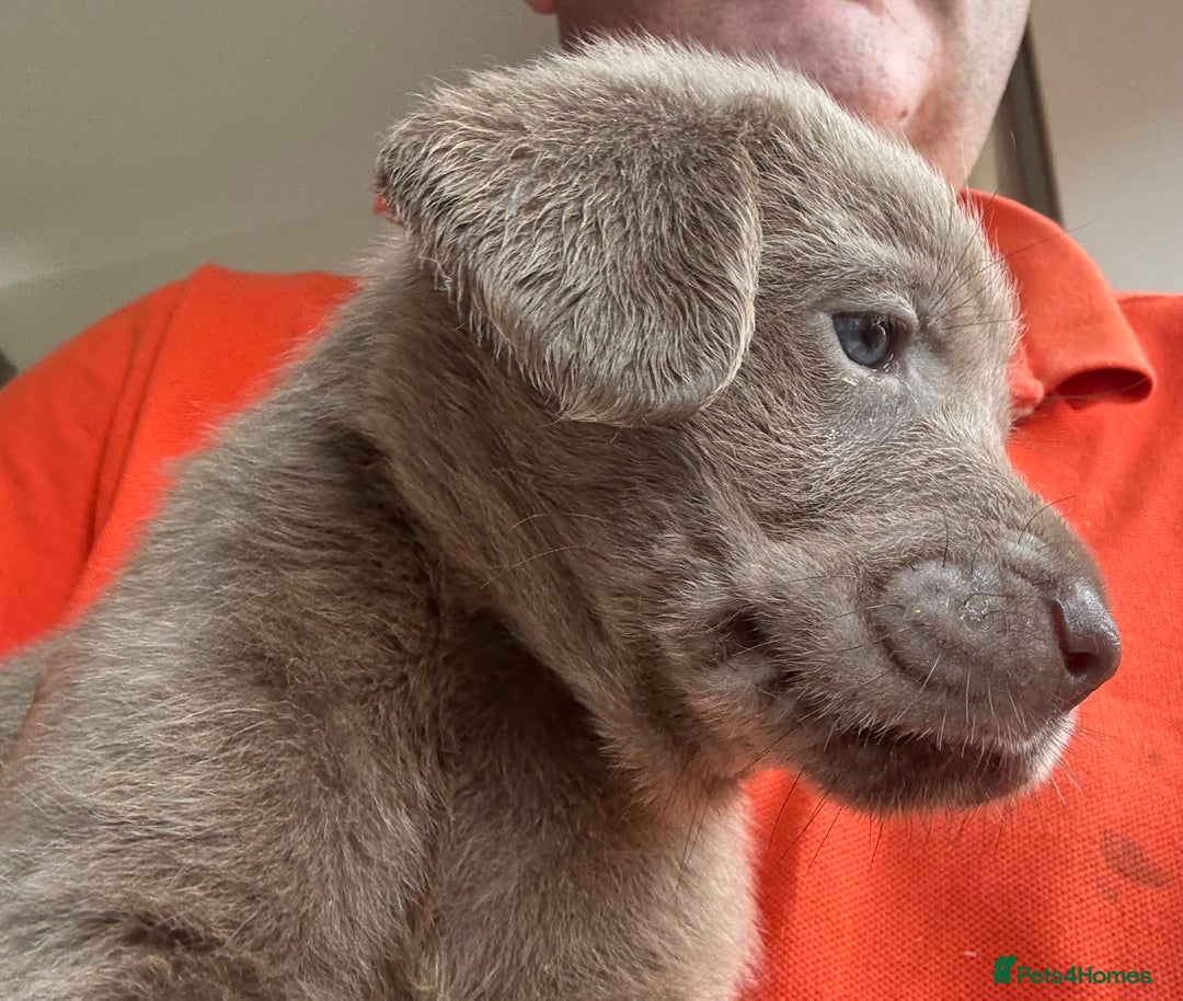 Labrador Retriever dogs for sale: Outstanding KC Registered Silver Labrador Puppies - Image 11