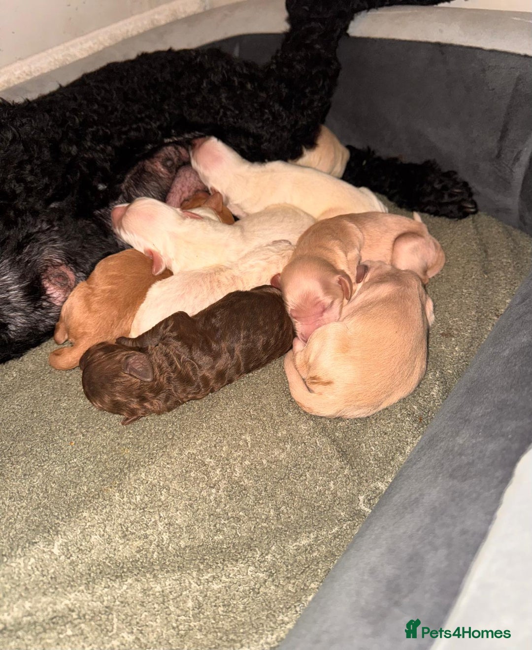 Goldendoodle dogs for sale: Beautiful F1b standard Goldendoodle puppies - Advert 3