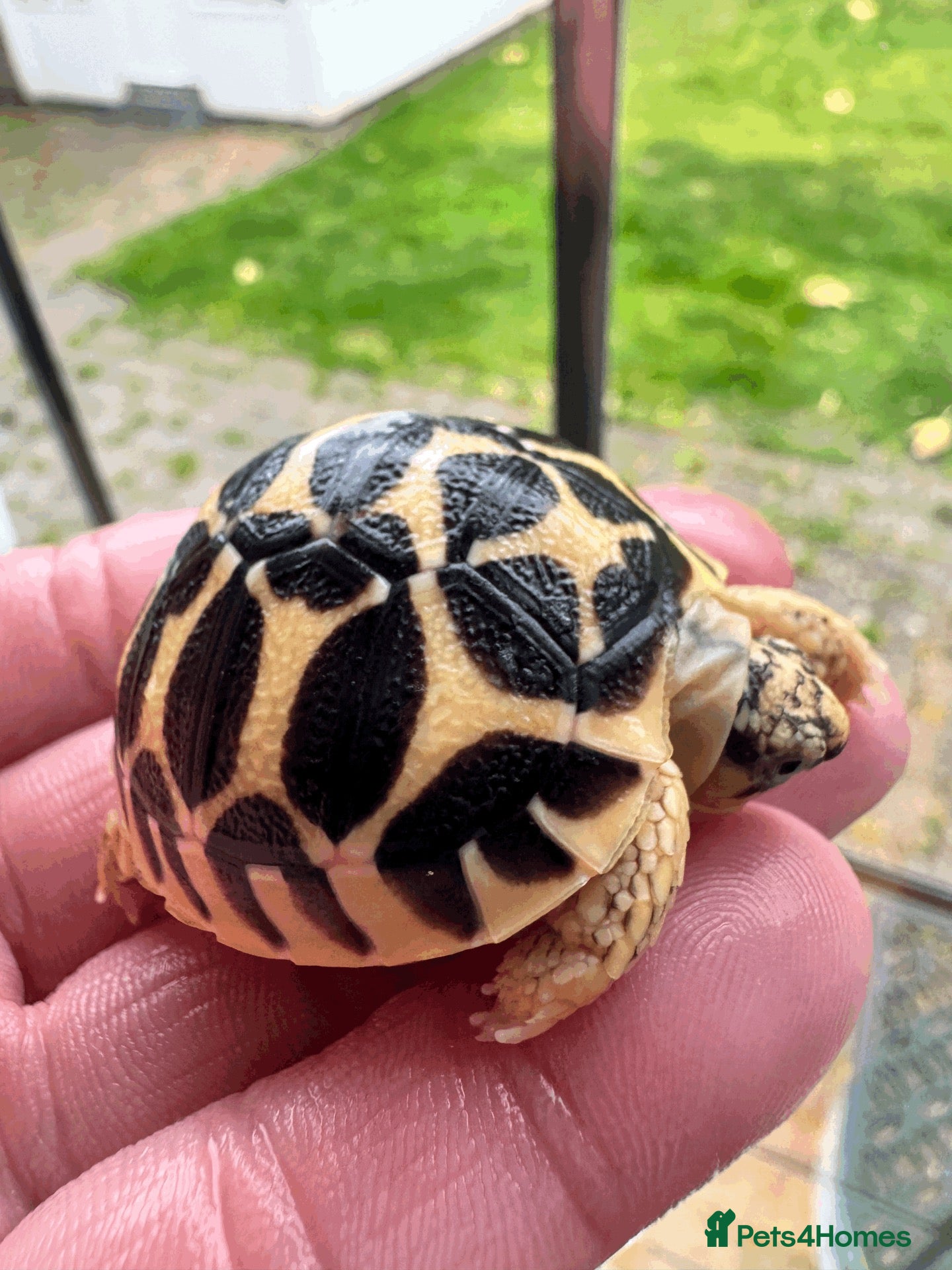 Tortoise reptiles for sale: CB26 Indian Star Tortoises for sale - Advert 1