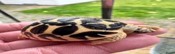 Tortoise reptiles for sale: CB26 Indian Star Tortoises for sale - Advert 1