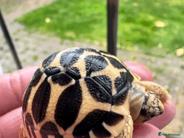 Tortoise reptiles for sale: CB26 Indian Star Tortoises for sale - Advert 1