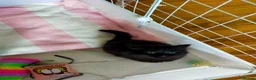 Mixed Breed cats for sale: Kittens for sale  in Alfreton - Advert 19