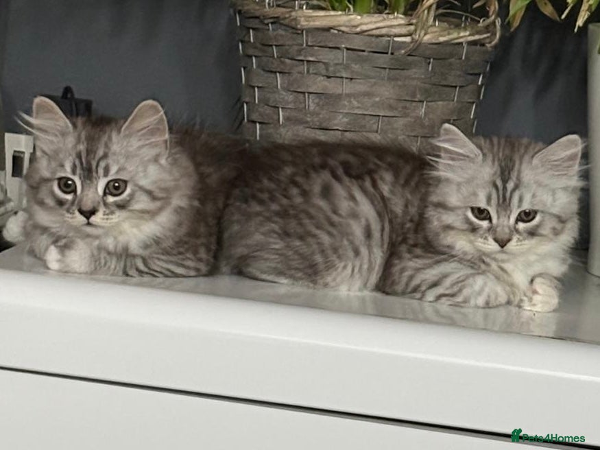 Mixed Breed cats Rare Silver Smoke Semi-longhair  Breed Cross - Advert 2