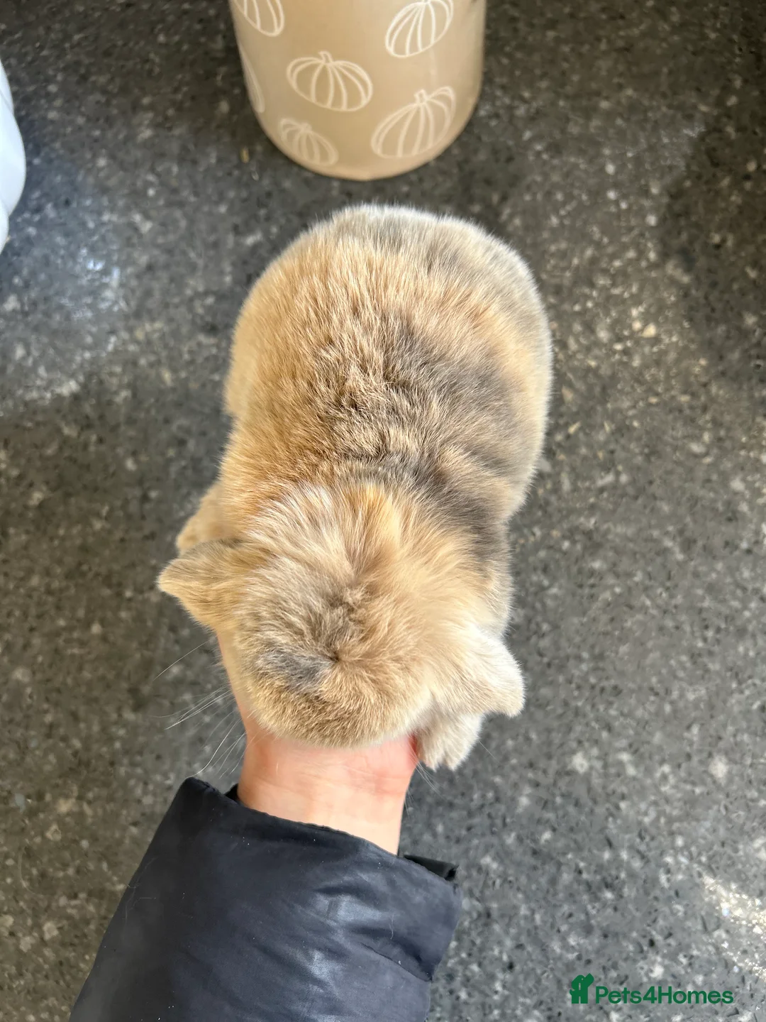 Mini Lop rabbits for sale: Two Mini Lop Boys - Ready 1st April - Advert 11