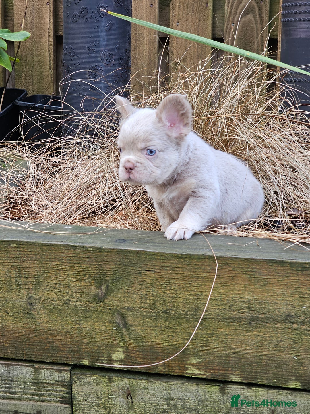 French Bulldog dogs for sale: French bulldog pups isabella and tan fluffy  - Advert 14