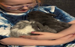 Mini Lop rabbits for sale: Extremely friendly mini lop babies for sale  - Image 11