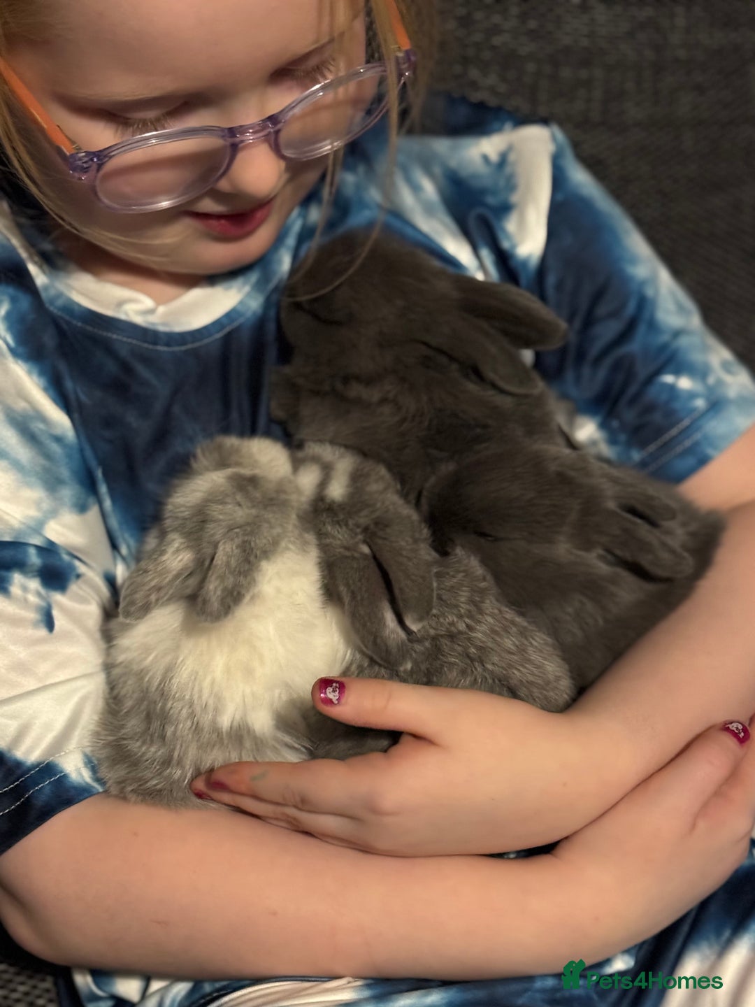 Mini Lop rabbits for sale: Extremely friendly mini lop babies for sale  - Image 11