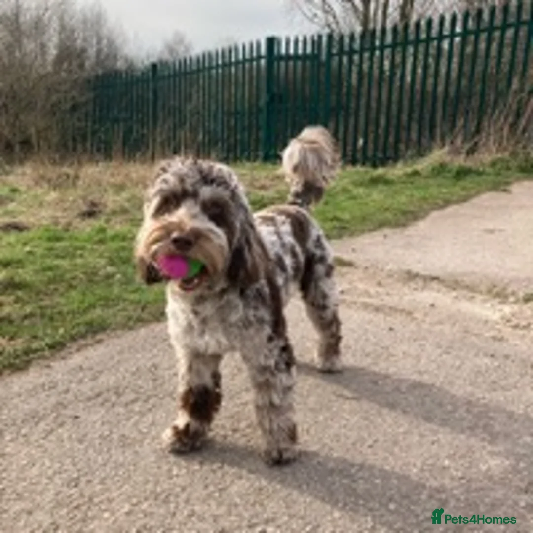 Cockapoo dogs for stud: F1 Merle Male Cockapoo for Stud in Nottingham - Advert 4