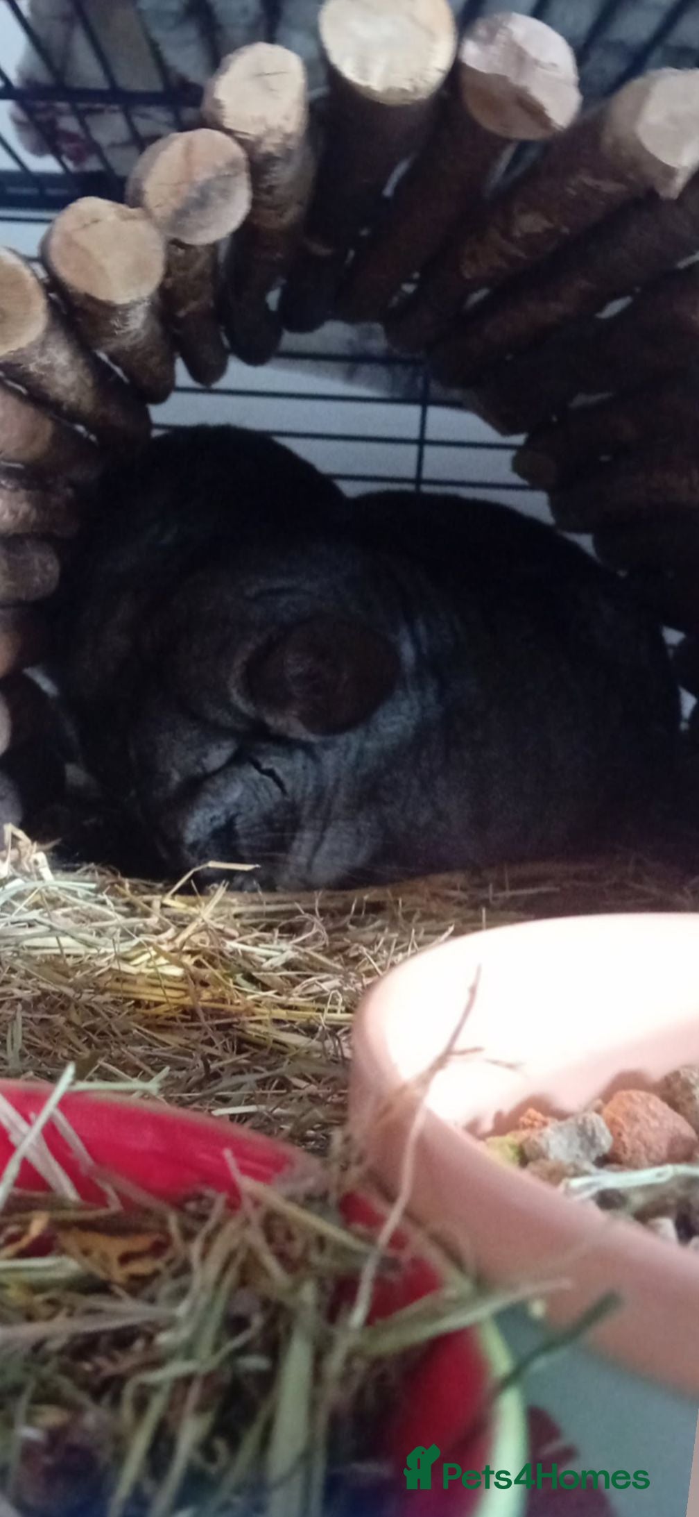 Chinchilla rodents 2 Male chinchillas looking for a new home - Advert 1