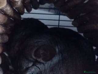 Chinchilla rodents 2 Male chinchillas looking for a new home - Advert 2