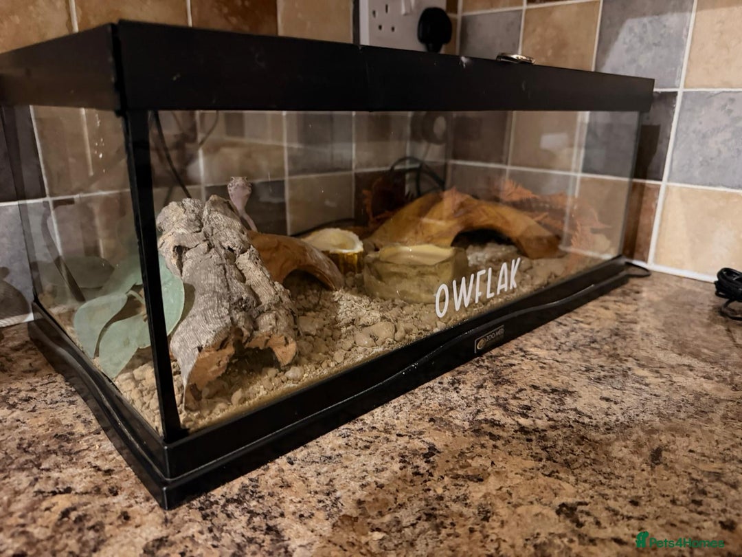 Leopard Gecko reptiles for sale: Leopard Gecko  - Advert 5