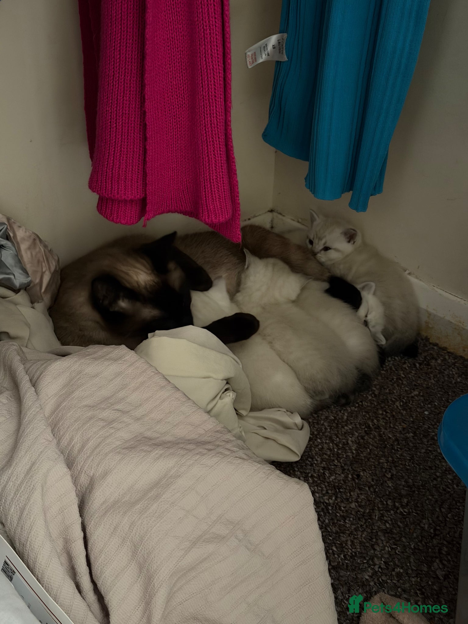 Mixed Breed cats Mixed breed kittens for Sale - Advert 6