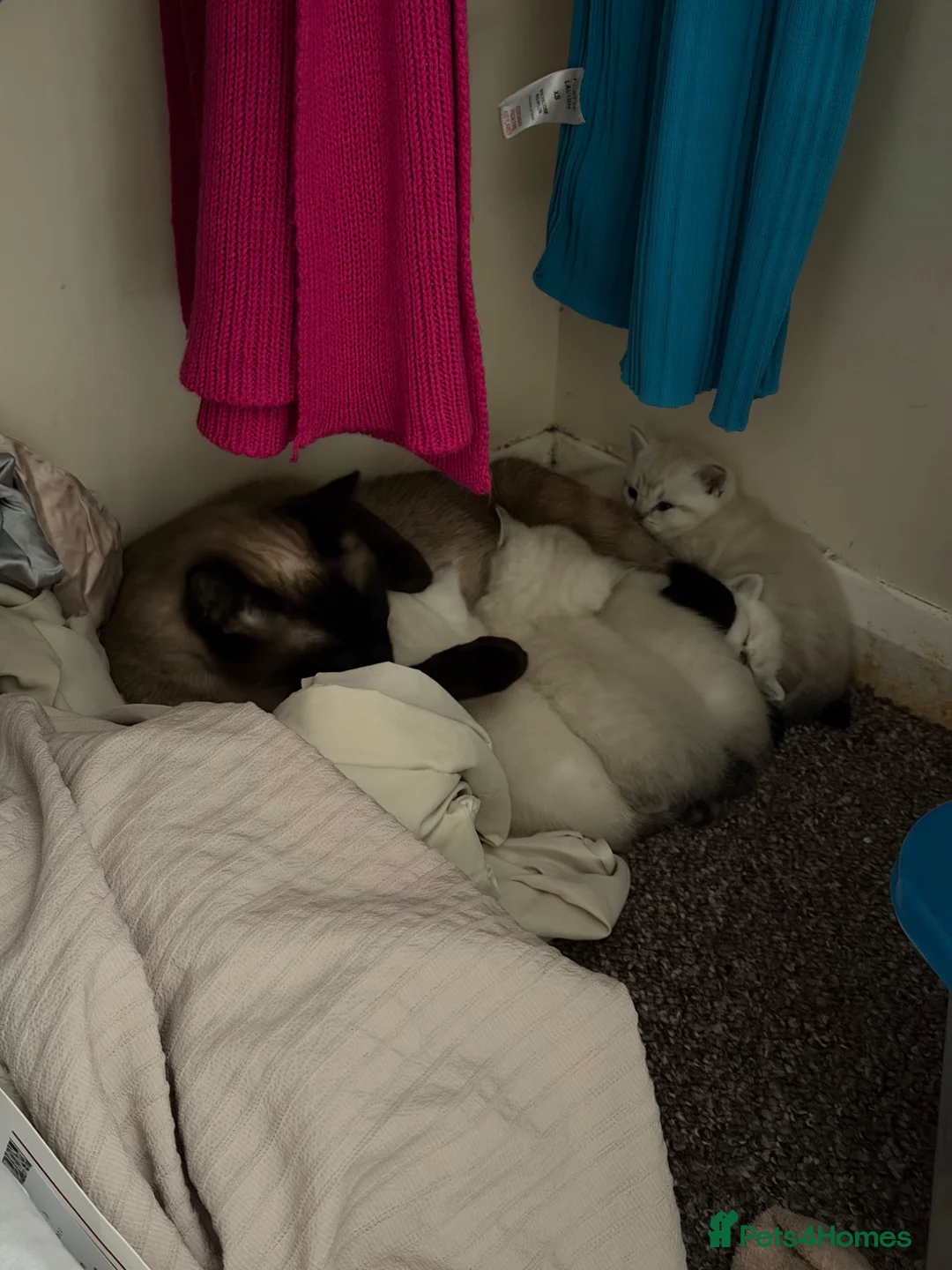 Mixed Breed cats for sale: Mixed breed kittens for Sale in Boston - Advert 1