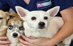 Chihuahua dogs for adoption: Copita - Image 1
