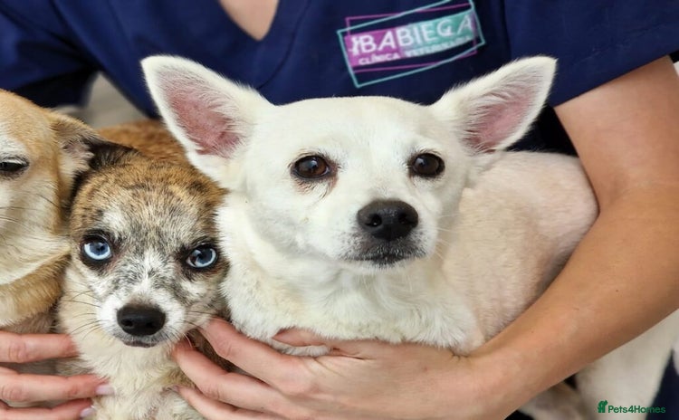 Chihuahua dogs - Advert 1