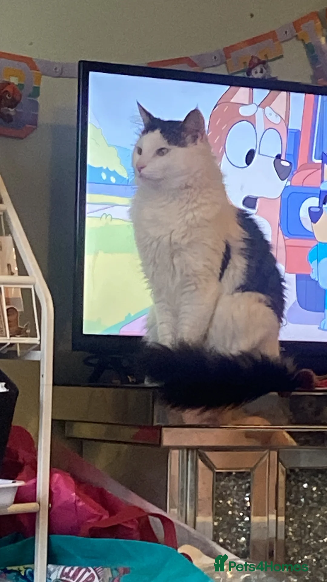 Domestic Shorthair cats for sale: 3 year old male cat - Advert 3