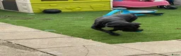 Cane Corso dogs for sale: Bonnie - Advert 2