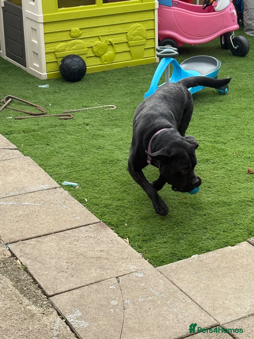 Cane Corso dogs for sale: Bonnie - Advert 2