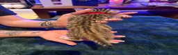 Bengal cats for sale: Snow Mink/Lynx & Brown Rosette/Marble Bengals in Worthing - Advert 5