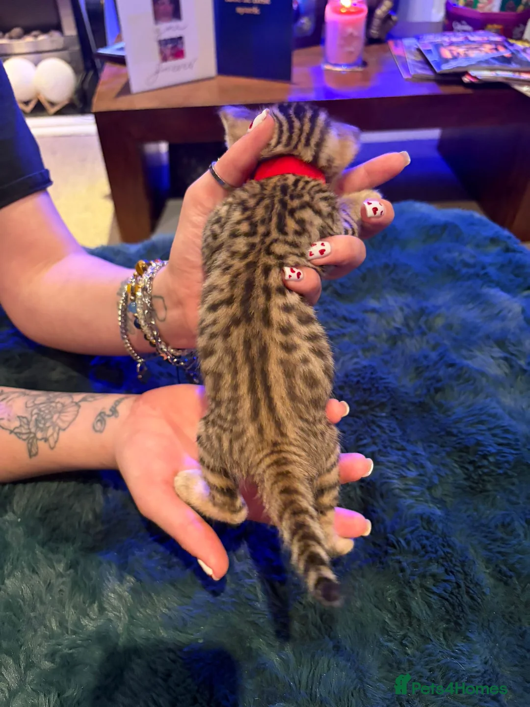 Bengal cats for sale: Snow Mink/Lynx & Brown Rosette/Marble Bengals in Worthing - Advert 5
