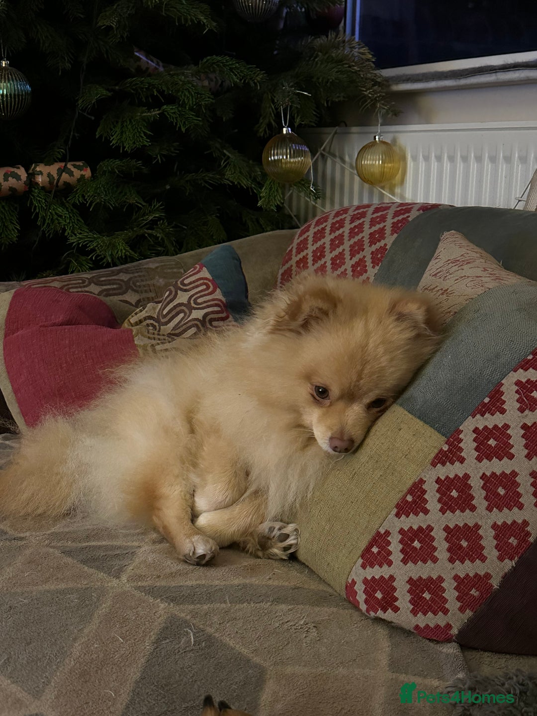 Pomchi dogs for stud: Ghost looking for the ladies  - Image 3